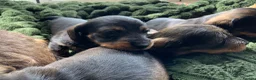Miniature Dachshund dogs for sale: Miniature Wire haired Dachshund  - Advert 8