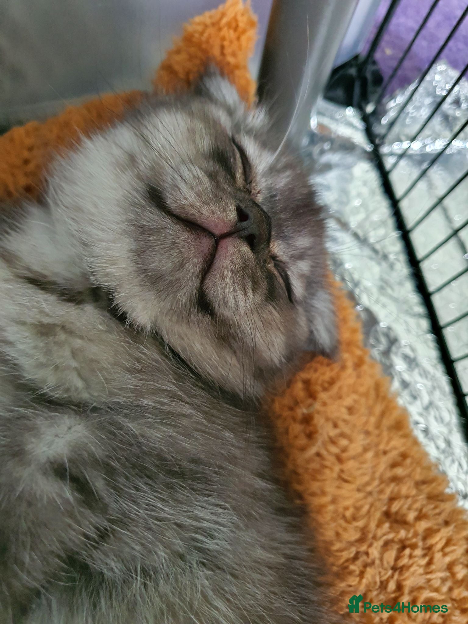 Scottish Fold cats 🐾 Adorable Scottish Fold Kittens  - Advert 2