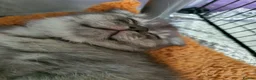 Scottish Fold cats for sale: 🐾 Adorable Scottish Fold Kittens  - Advert 24