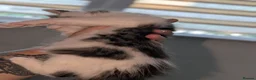 Mixed Breed cats for sale: Maine coon cross kittens  - Advert 15