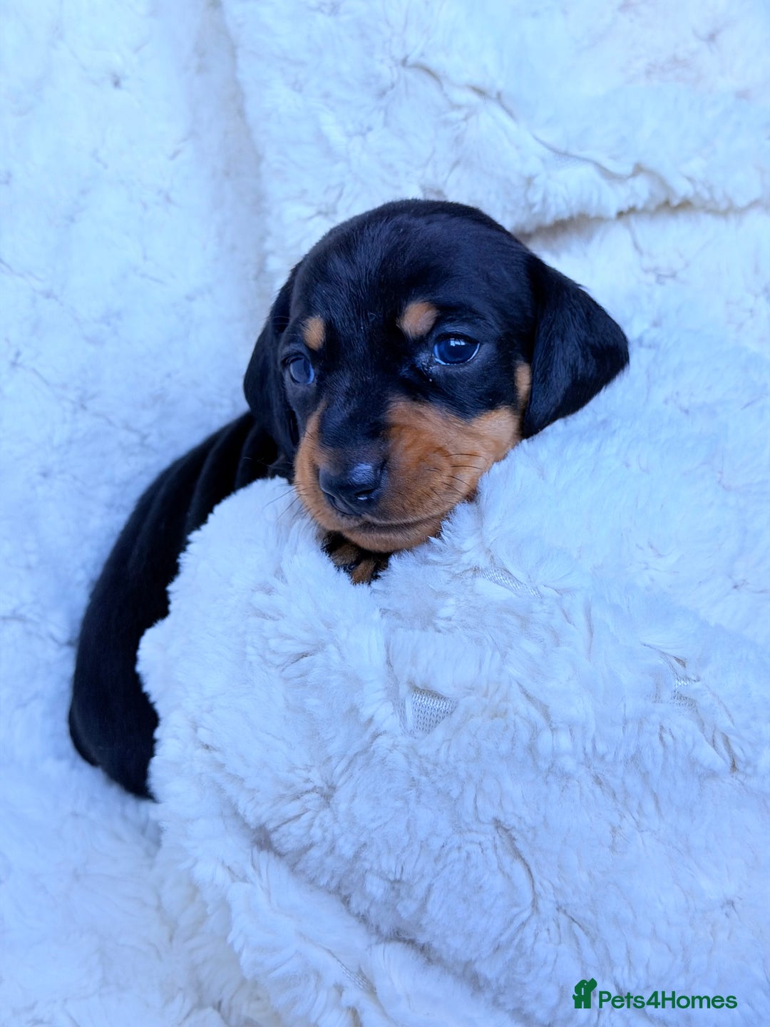 Miniature Dachshund dogs for sale: 🩵🩷✨ STUNNING MINIATURE DACHSHUND LITTER ✨🩷🩵 - Advert 17