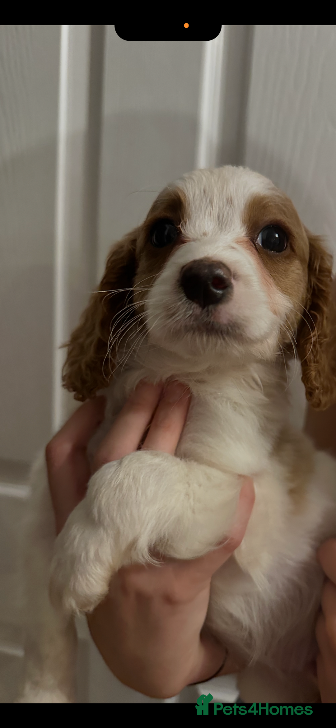 Cavapoo dogs for sale: Beautiful litter of cavapoos  - Advert 8