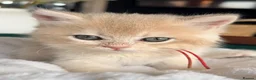 British Shorthair cats for sale: 2 blue golden kittens  - Advert 13