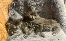 Maine Coon cats for sale: STUNNING MAINE COON KITTENS BLUE SMOKE (tica reg ) - Image 9