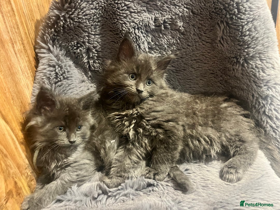 Maine Coon cats for sale: STUNNING MAINE COON KITTENS BLUE SMOKE (tica reg ) - Image 9
