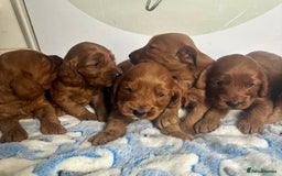 Cockapoo dogs for sale: 🌟 Quality F1 Cockapoo puppies 🌟 - Image 2