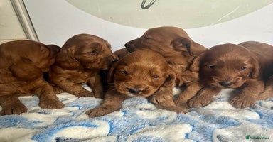 Cockapoo dogs - Advert 16