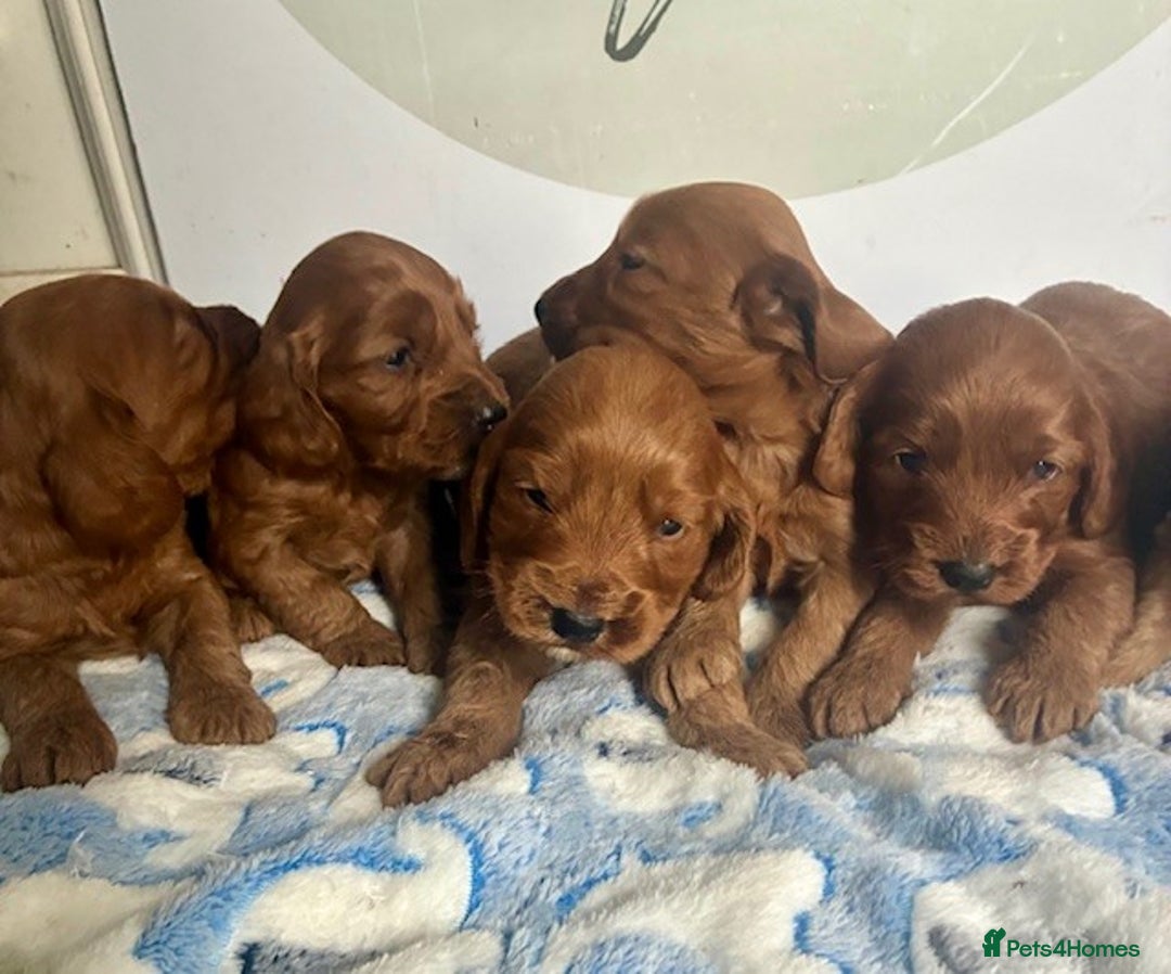 Cockapoo dogs for sale: 🌟 Quality F1 Cockapoo puppies 🌟 - Image 2