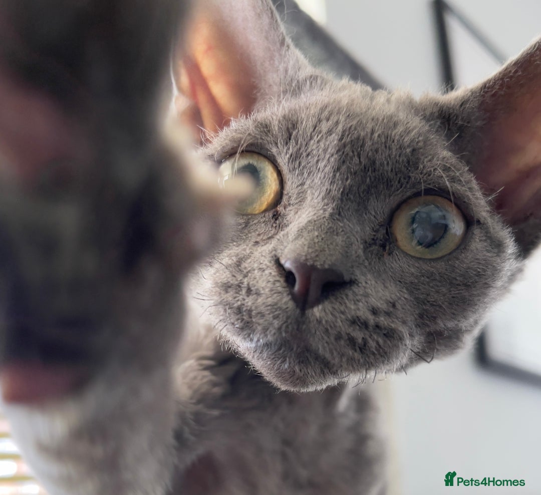 Devon Rex cats for sale: 14 Week Old Devon Rex Kitten Rehome - Image 2