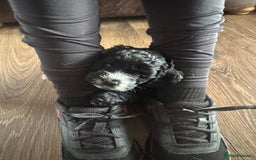 Cockapoo dogs for sale: Adorable F1 Cockerpoo puppies - Image 12