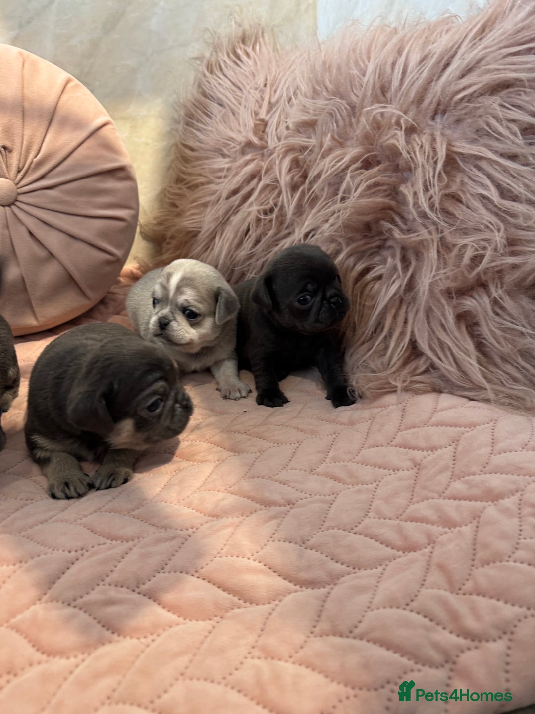 Pug dogs for sale: Only 2 left! Rare coloured pug puppies available  - Advert 25