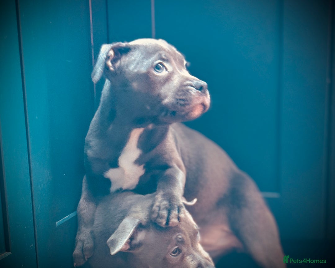 Staffordshire Bull Terrier dogs for sale: 🐾 Beautiful KC Fully Vaccinated Girl Available 🐾 in Peterborough - Image 2