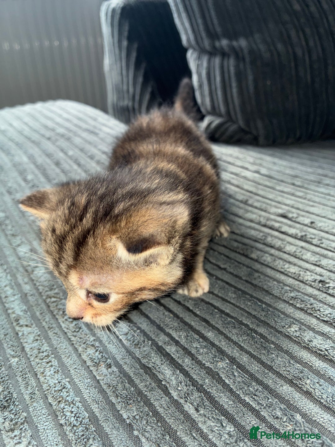 American Bobtail cats for sale: American bobtail / tortoise shell - Image 11