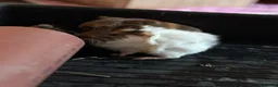 Guinea Pig rodents for sale: 3 bonded boys - Advert 4