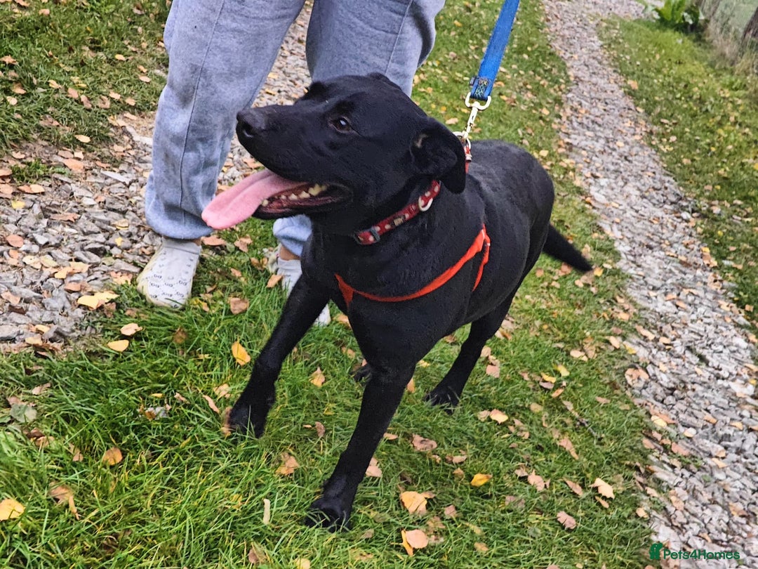 Mixed Breed dogs for adoption: 💖🐶 NICOL 🐶💖 - Image 8