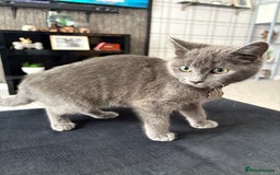 Chartreux cats for sale: Female Kitten For Sale  - Image 4