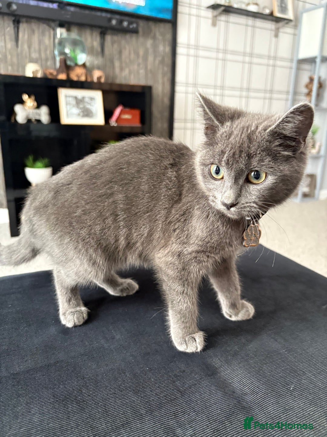 Chartreux cats for sale: Female Kitten For Sale  - Image 4