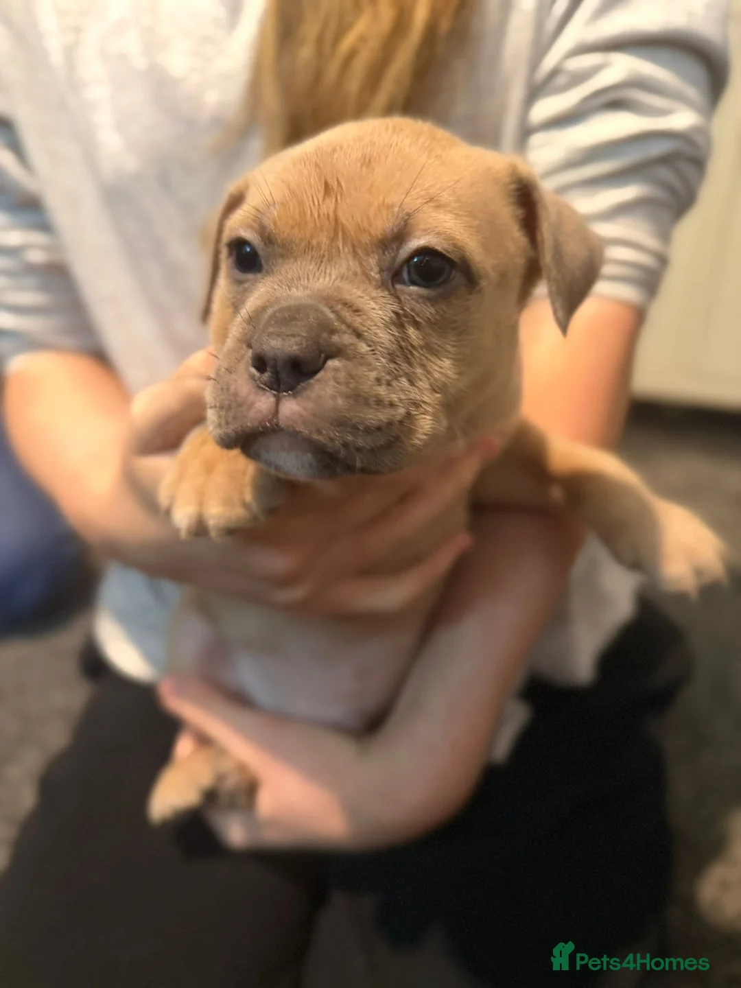 Mixed Breed dogs for sale: Puppies for sale  - Advert 9