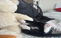 Bombay cats for sale: Cute Kittens for sale  - Image 6