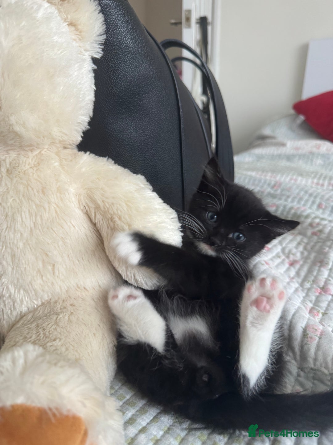 Bombay cats for sale: Cute Kittens for sale  - Image 6