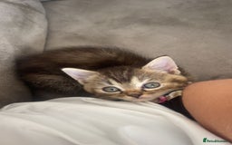Mixed Breed cats for sale: Beautiful kittens  - Image 5