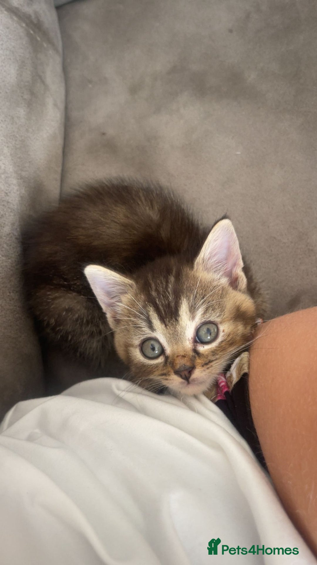 Mixed Breed cats for sale: Beautiful kittens  - Image 5