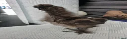 Chickens poultry for sale: Silkie chick's 3 weeks old  in Stoke-on-Trent - Advert 7
