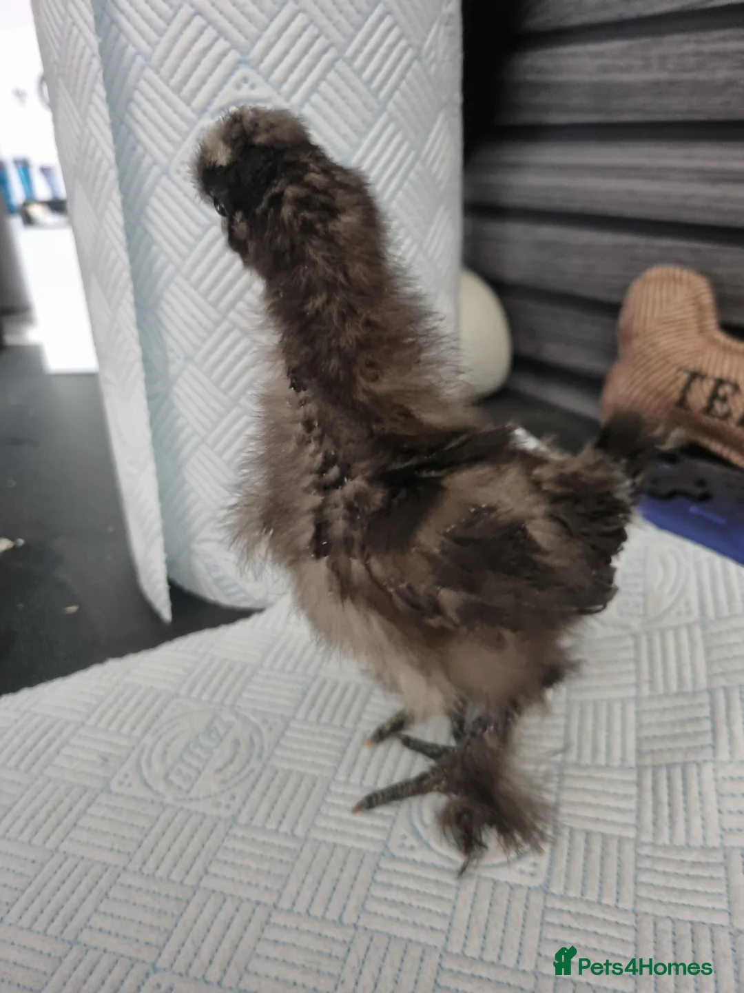 Chickens poultry for sale: Silkie chick's 3 weeks old  in Stoke-on-Trent - Advert 7