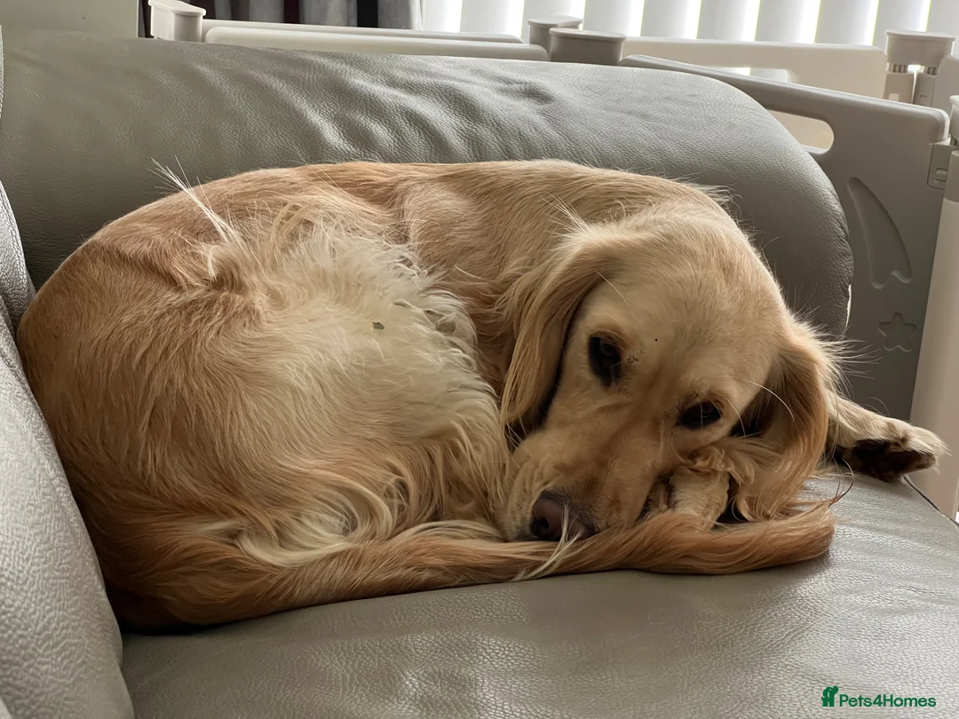 Mixed Breed dogs for sale: Female Golden Retriever x Cocker Spaniel in Crawley - Advert 2