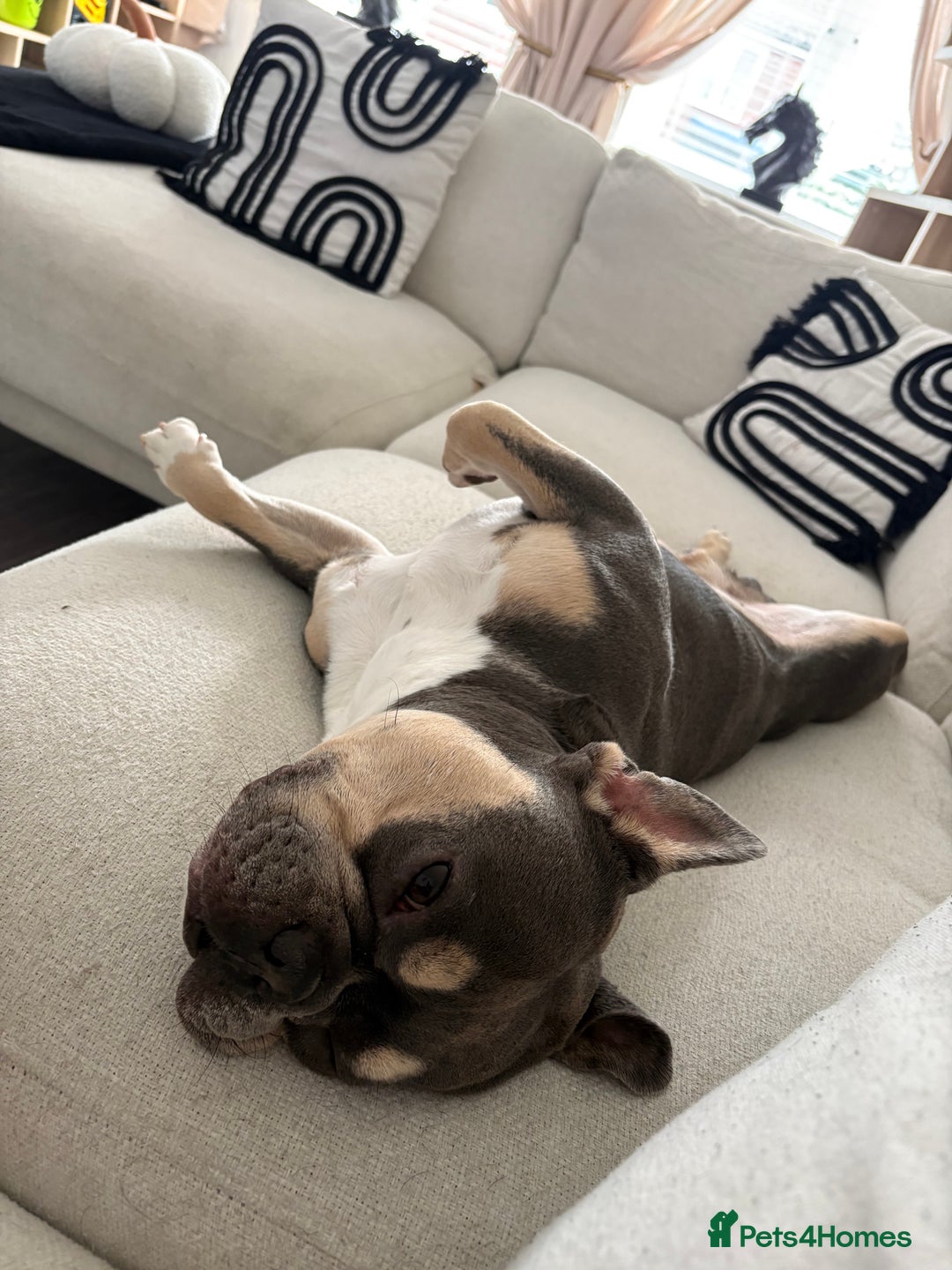 French Bulldog dogs for sale: Loving frenchie  - Image 2