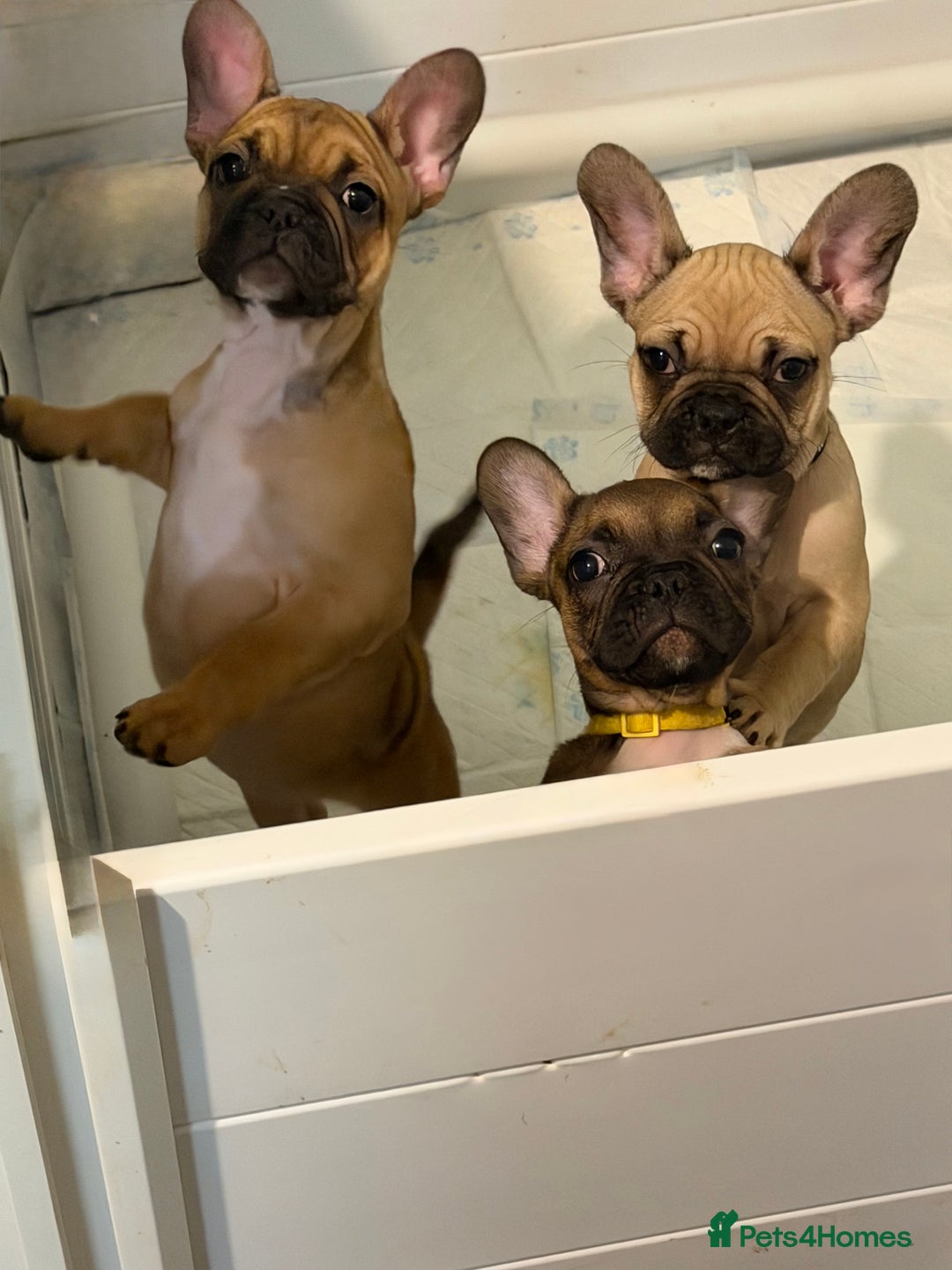 French Bulldog dogs for sale: READY NOW🐾 4 beautiful girls  - Advert 13