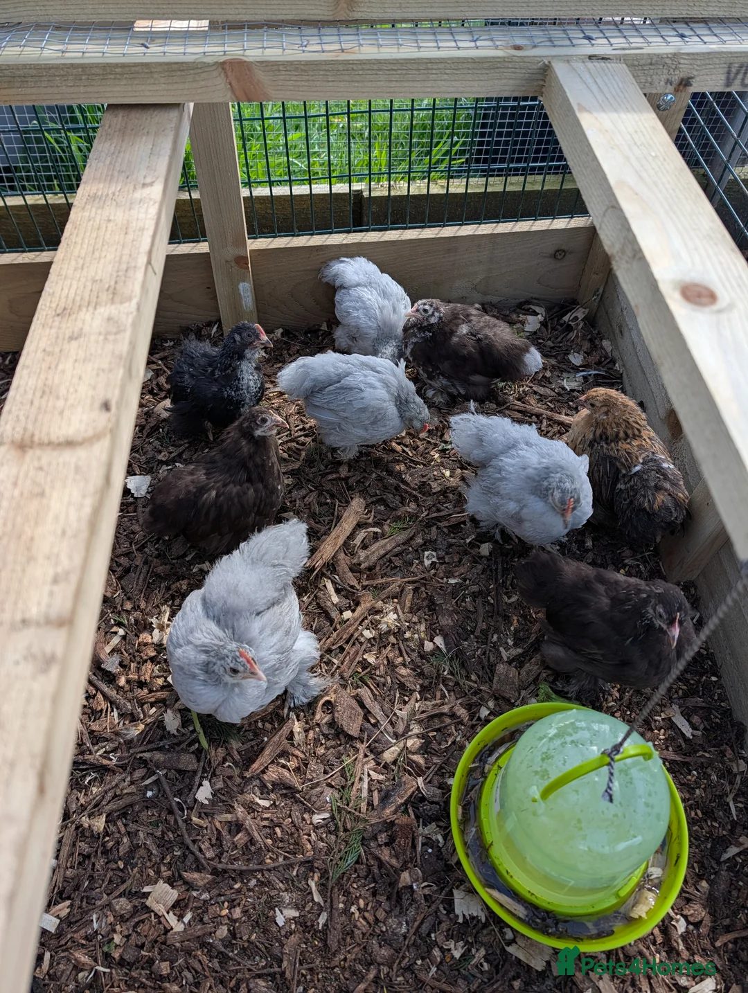 Chickens poultry for sale: Pekin bantams - Advert 3