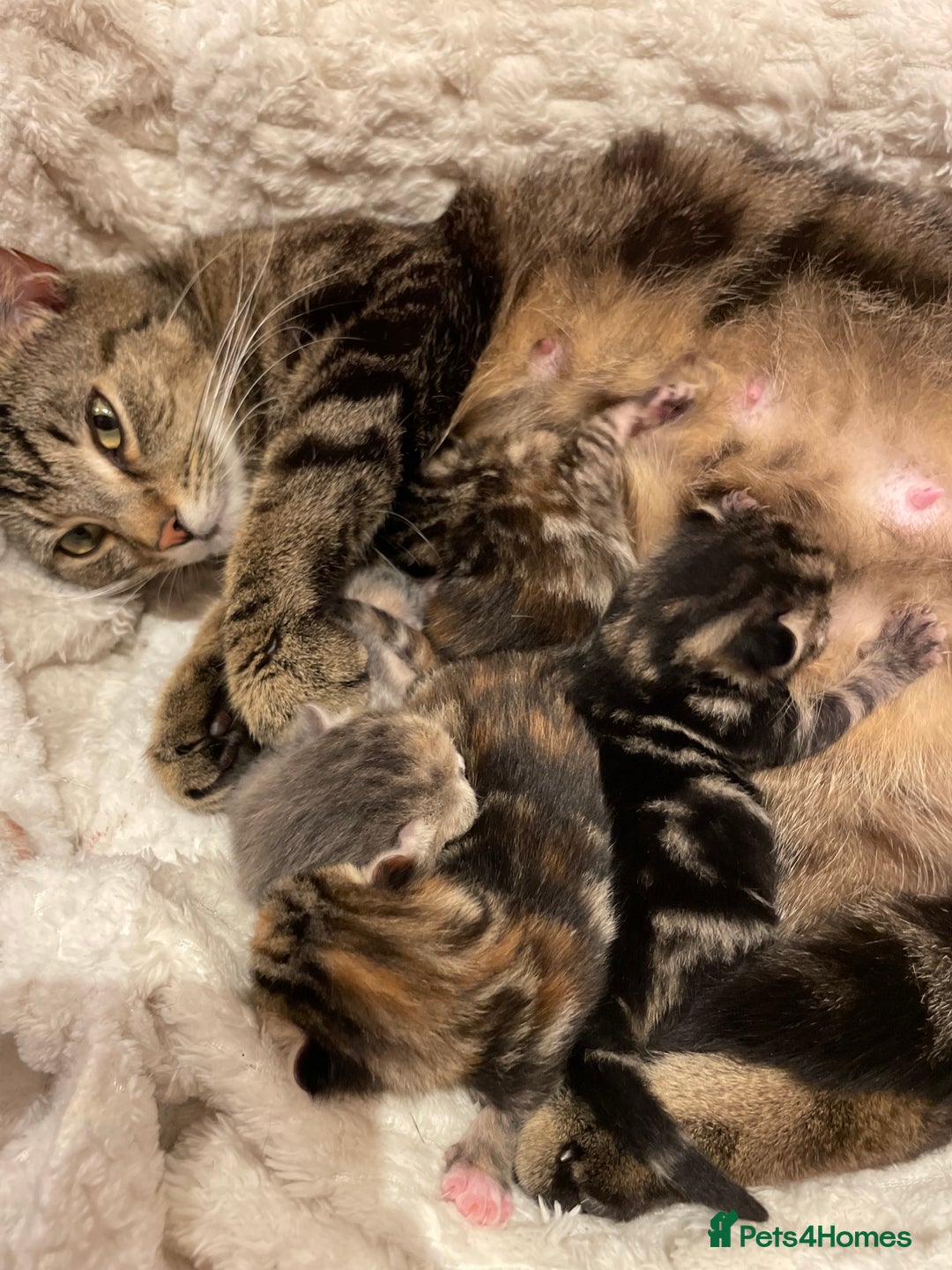 Domestic Shorthair cats for sale: Sweet tabby cat looking for a loving home - Image 7