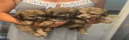 Mixed Breed dogs for sale: Stunning small papipoos/ papillon  x toy poodle - Advert 6