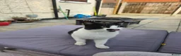 Mixed Breed cats for sale: Black and white cat 17 months in Leicester - Advert 2