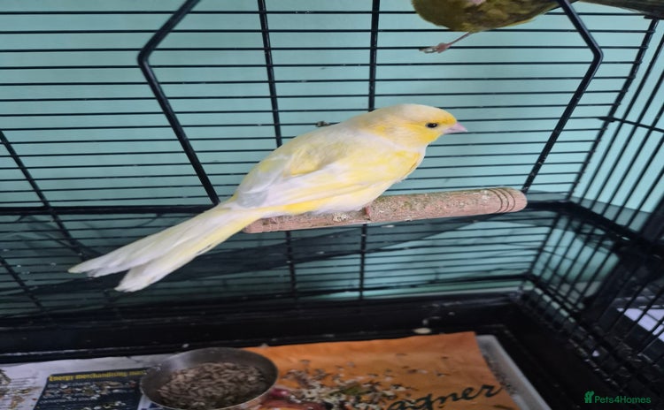 Canaries birds - Advert 3