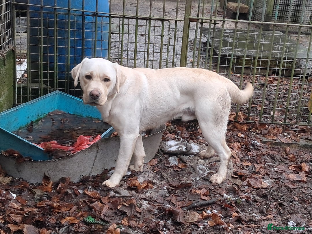 Labrador Retriever dogs for sale: Robust, sensible, yellow KC Labrador Pups - Image 10