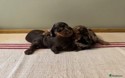 Miniature Dachshund dogs for sale: KC Long haired miniature dachshund puppies - Image 16