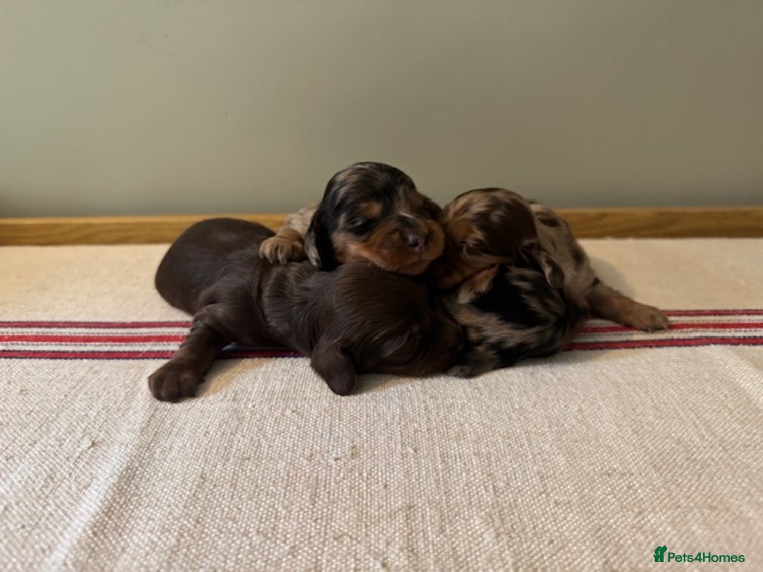 Miniature Dachshund dogs for sale: KC Long haired miniature dachshund puppies - Image 16