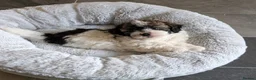 Shihpoo dogs for sale: Beautiful Shihpoo Puppies Looking for Forever Home - Advert 11