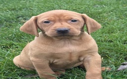 Mixed Breed dogs for sale: Vizsla x Labrador  - Image 5