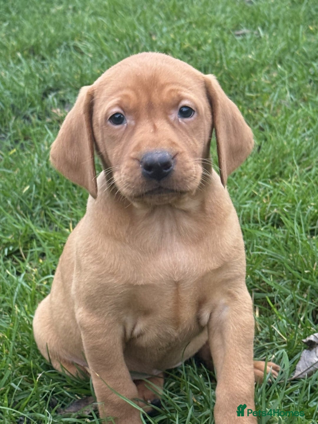 Mixed Breed dogs for sale: Vizsla x Labrador  - Image 5