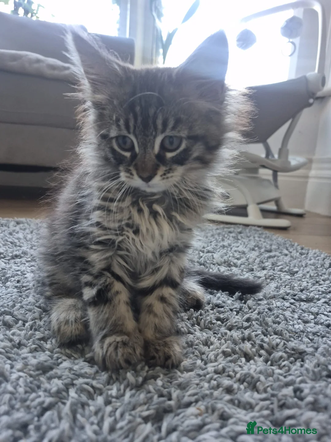 Maine Coon cats for sale: 2 Beautiful Maine Coon Kittens Ready Now  - Advert 15