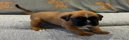 Boxer dogs for sale: Beautiful, KC registerd boxer puppies for sale - Advert 25
