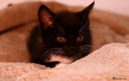European cats for sale: Kittens  - Image 3