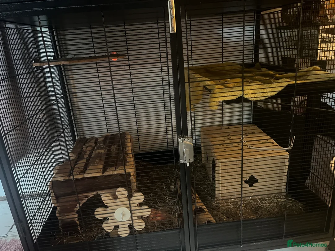 Chinchilla rodents for sale: 3 Male Chinchillas and Cage in Hornsea - Advert 2