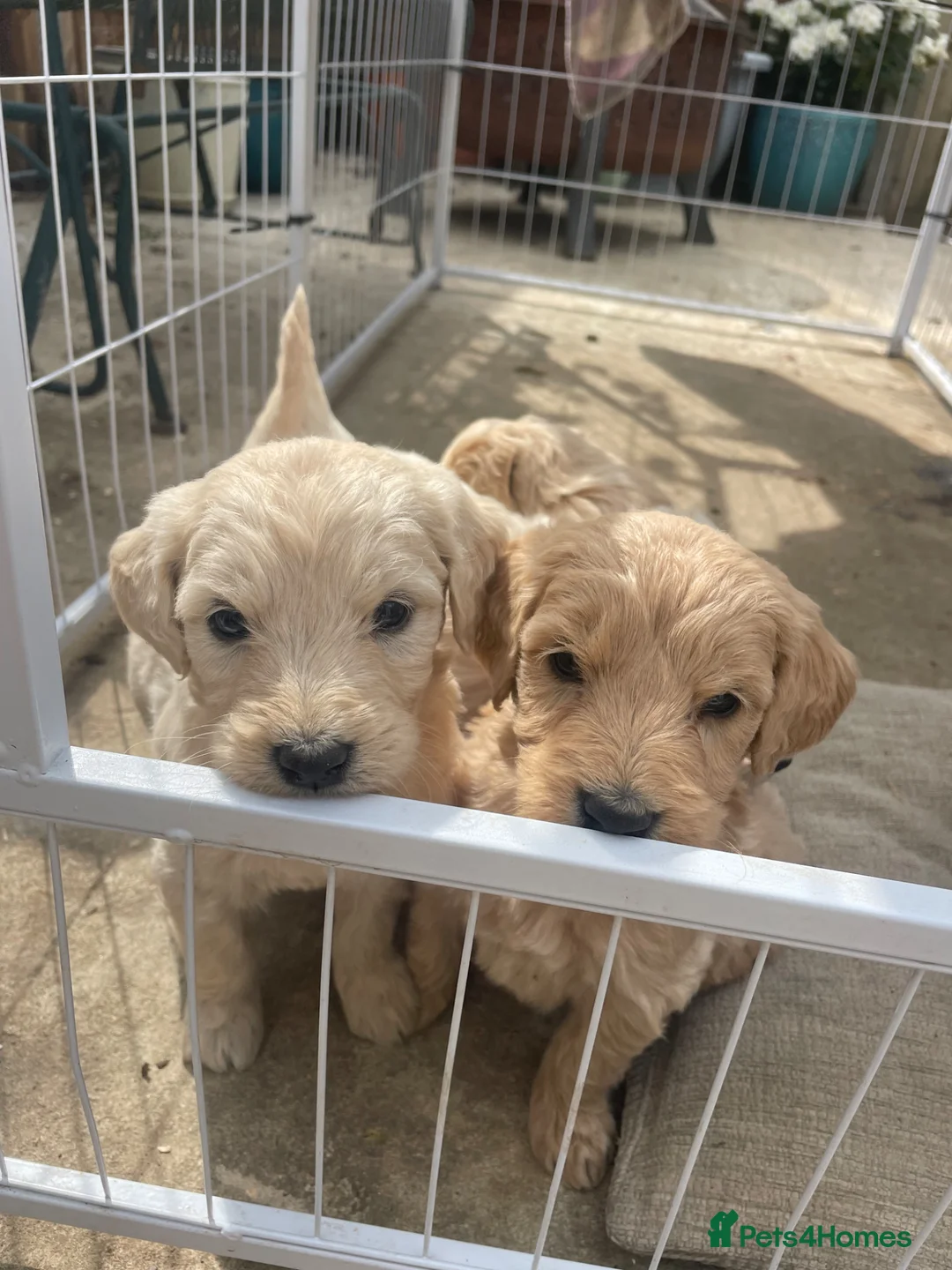 Goldendoodle dogs for sale: Goldendoodle pups  - Advert 1