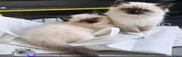 Ragdoll cats for sale: Tica reg seal mitted ragdoll imperial and gc lines in Birkenhead - Advert 6