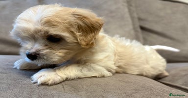 Cavapoo dogs - Advert 3