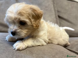 Cavapoo dogs - Advert 3